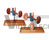 The dissection model of dog kidney